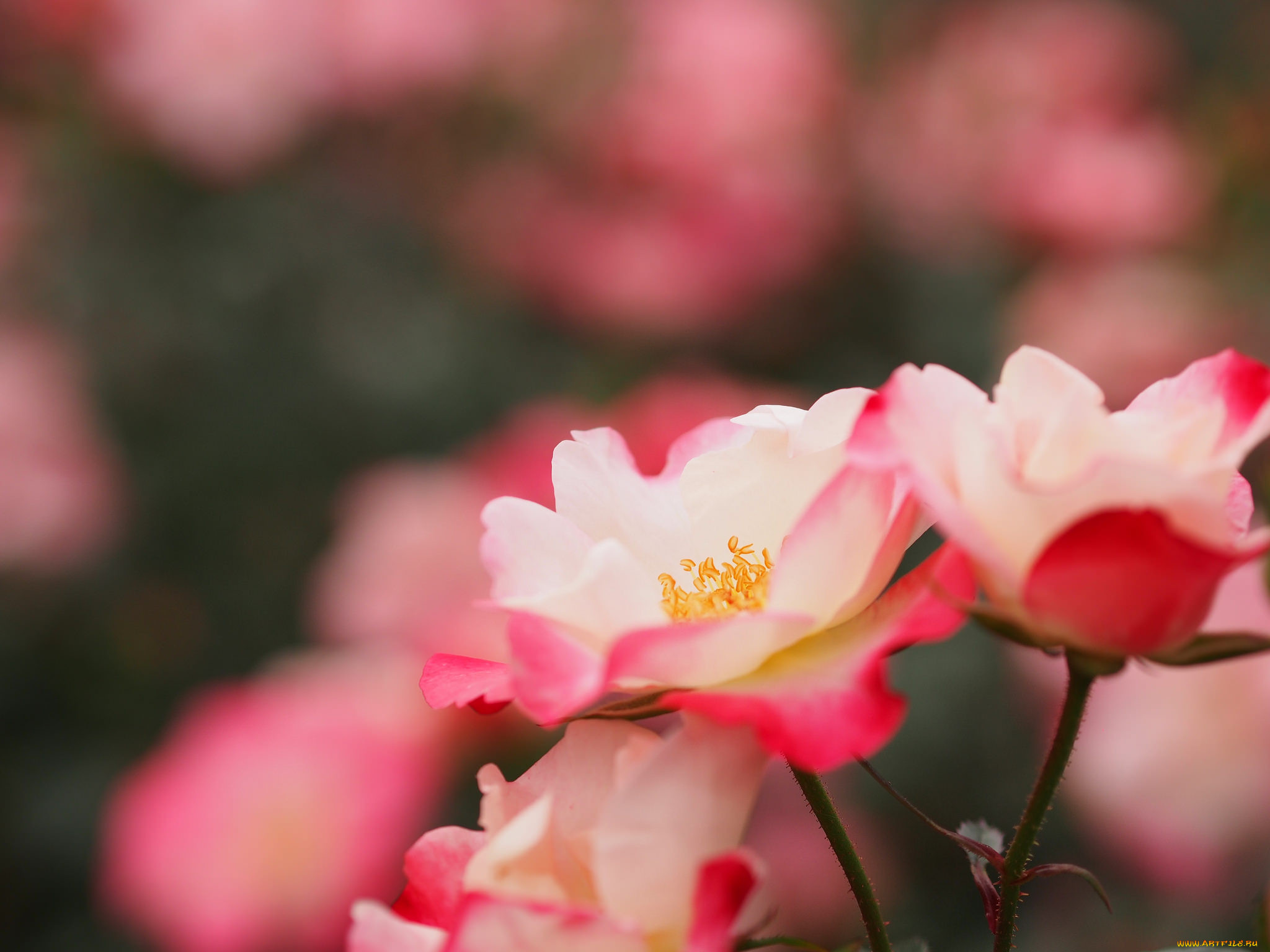 , , , leaves, petals, bud, rose, , , , , blossoms